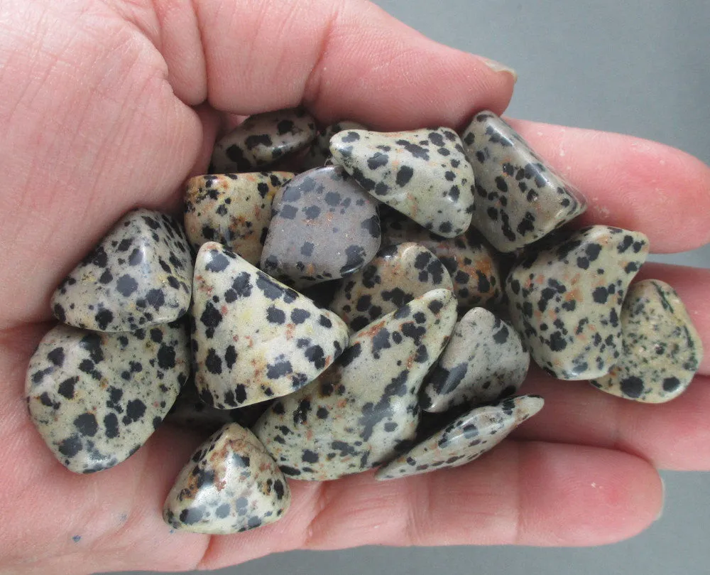 Dalmatian Jasper Polished Stones 5pcs J064**